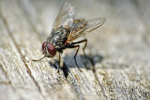 fly and mosquito control perth