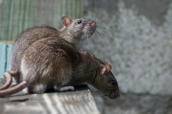 rat pest control perth