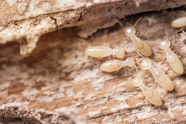 termite treatment perth