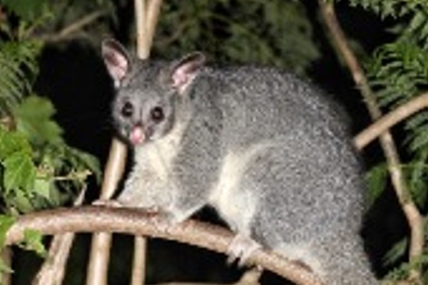 possum management perth