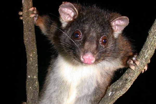 possum relocation perth