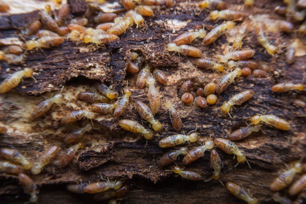 Perth Termite Detection